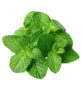 Mint leaves