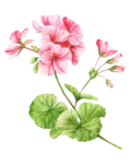 Geranium leaves