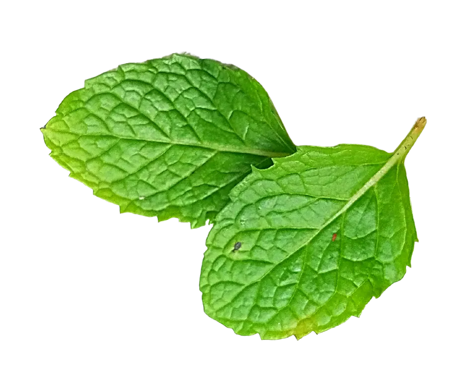 Section Image